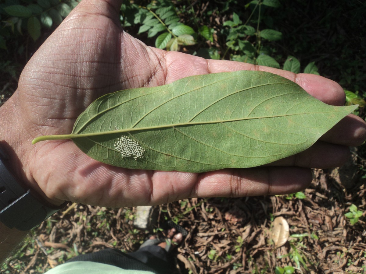 Alangium salviifolium (L.f.) Wangerin